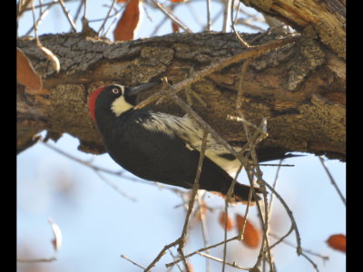 Acorn Woodpecker
Hodges Lake, CA