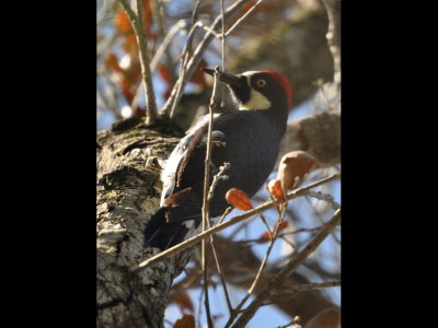 Acorn Woodpecker
