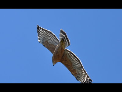 Red-shouldered Hawk
near nest at Hodges Lake, CA