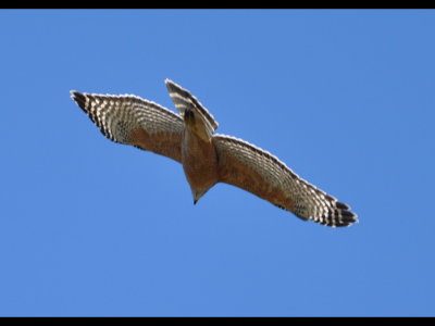 Red-shouldered Hawk