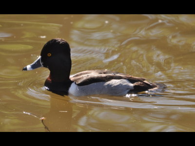 Ring-necked Duck
Kit Carson Park, Escondido, CA