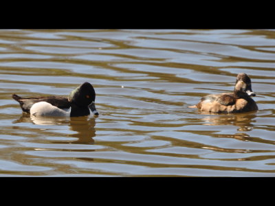 Male and female Ring-necked Duck
Kit Carson Park, Escondido, CA