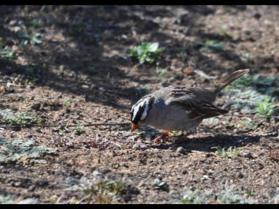 White-crowned Sparrow
Kit Carson Park, Escondido, CA
