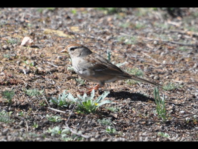 Immature White-crowned Sparrow