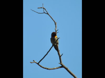 Costa's Hummingbird
Kit Carson Park, Escondido, CA