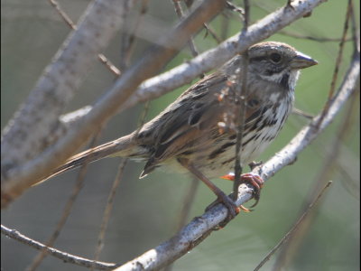 Song Sparrow
Kit Carson Park, CA