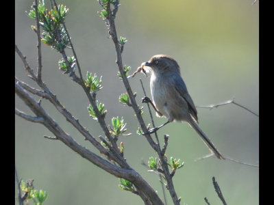 Female Bushtit
with light eyes