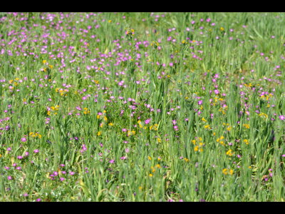 Wildflowers
Kit Carson Park, CA