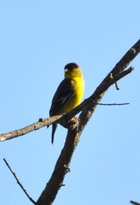 Lesser Goldfinch
Kit Carson Park, CA