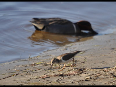 Spotted Sandpiper and Green-winged Teal