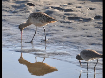 Marbled Godwit and Willet