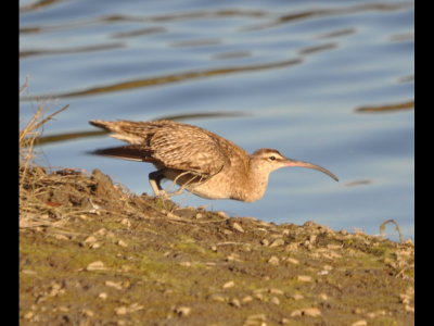 Whimbrel about to take flight