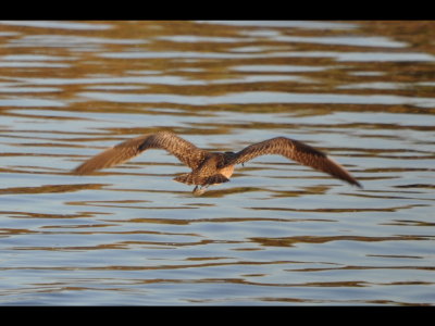 Whimbrel flying away