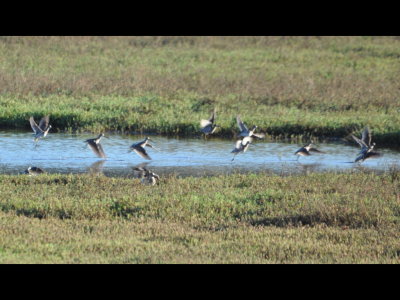 Willets in a distant part of the lagoon