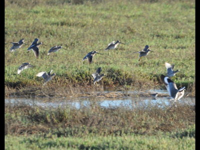 Dowitchers and Willets in flight