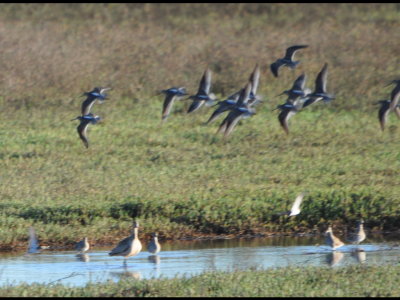Dowitchers in the air
Willets and others in the lagoon