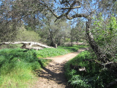 Path around Hodges Lake, CA
