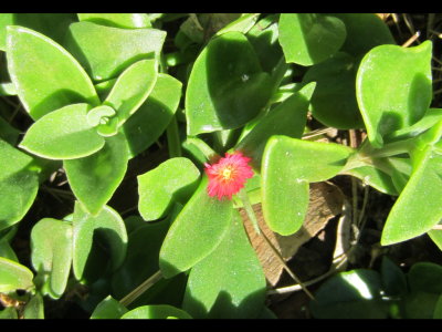 Flowering plant
Buddy Todd Park, Oceanside, CA