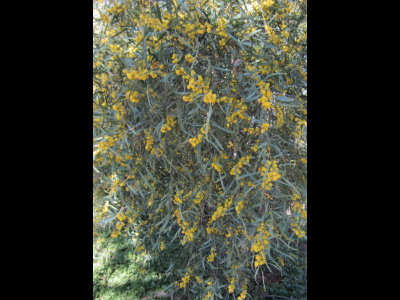 Yellow flowering bush