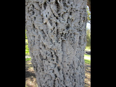 Cork-looking tree bark