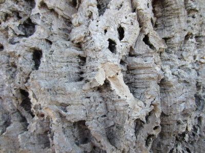 Tree bark