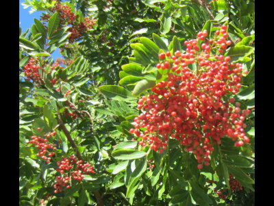 Red-berried bush
Guajome Regional Park, CA