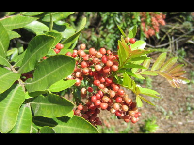 Red-berried bush