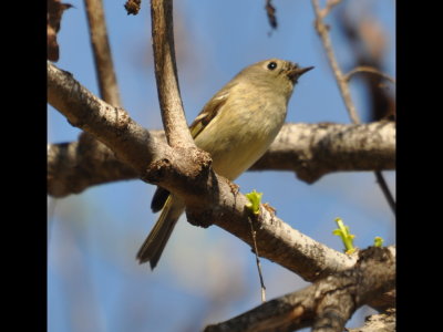 Ruby-crowned Kinglet
Guajome Regional Park, CA