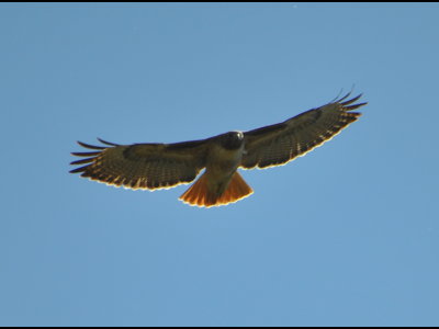 Red-tailed Hawk