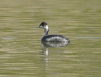 Eared Grebe