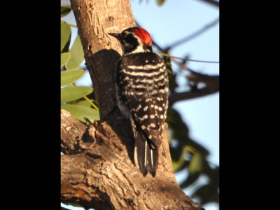 Nuttall's Woodpecker