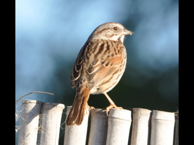 Song Sparrow on the same cul-de-sac