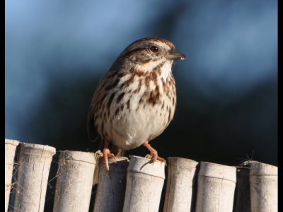 Song Sparrow (B-side)