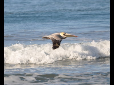 Brown Pelican
flying along the shore at Oceanside, CA