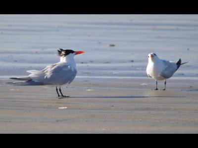 Royal Terns
Oceanside, CA
