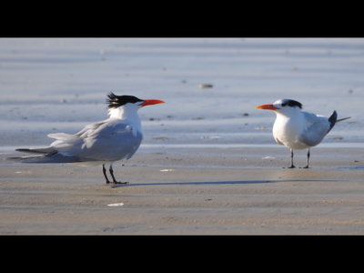 Royal Terns
