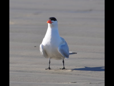 Royal Tern