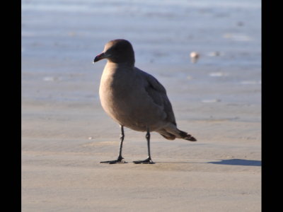 Heerman's Gull, 2nd winter
Oceanside, CA
