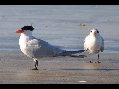 Royal Terns