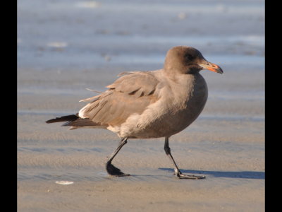 Heerman's Gull, 2nd winter
