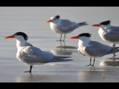 More Royal Terns
