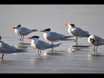 Royal Terns