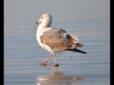 Western Gull, 2nd winter
Oceanside, CA