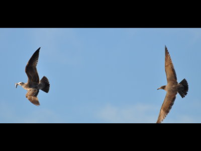 1st winter California Gull with fish
being chased by 2nd winter Heerman's Gull