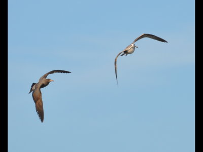 California and Heerman's Gulls