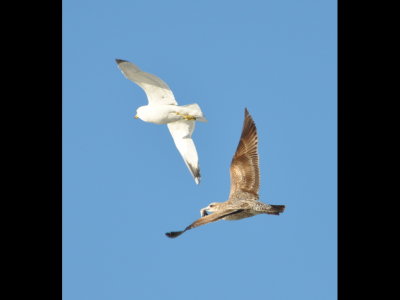 Adult (yellow legs) and 1st winter California Gulls