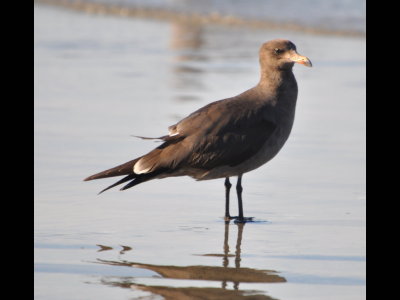 2nd winter Heerman's Gull