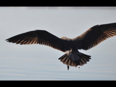 Spread wings of 2nd winter Heerman's Gull