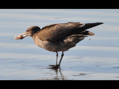 2nd winter Heerman's Gull