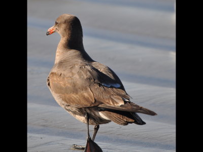 2nd winter Heerman's Gull